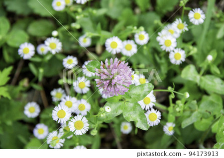 Murasakitetsukusa and Himejoon Murasakitetsukusa and Himejoon 94173913