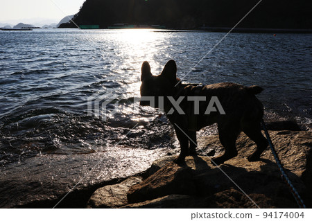 晚上,法國鬥牛犬在美麗的海灘上玩耍 晚上,法國鬥牛犬在美麗的海灘上玩耍 94174004
