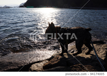 晚上,法國鬥牛犬在美麗的海灘上玩耍 晚上,法國鬥牛犬在美麗的海灘上玩耍 94174005