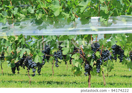 酒莊葡萄園 94174222