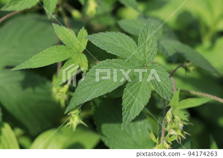 Cana Namgra leaves 94174263