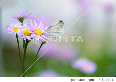 Sturgeon and cabbage butterfly 94174494