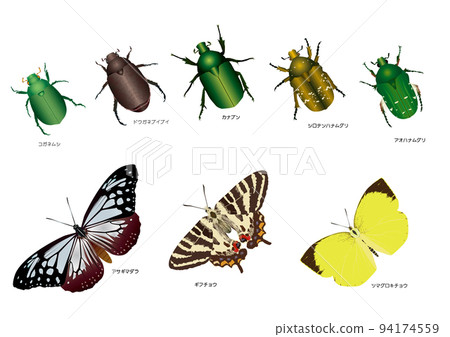 Scarabaeidae and Lepidoptera 94174559