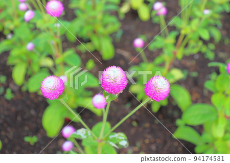 Sennichiko粉紅色的花朵 Sennichiko粉紅色的花朵 94174581