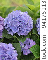Early summer tradition Hydrangea 94175113