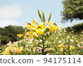Lily flowers blooming in the blue sky 94175114