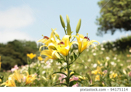 Lily flowers blooming in the blue sky Lily flowers blooming in the blue sky 94175114