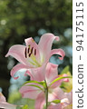 Lily flowers blooming in the blue sky 94175115