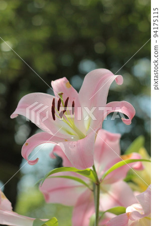 Lily flowers blooming in the blue sky 94175115