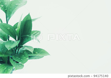 新鮮植物背景素材 新鮮植物背景素材 94175140