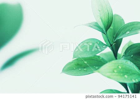 fresh plant background material fresh plant background material 94175141