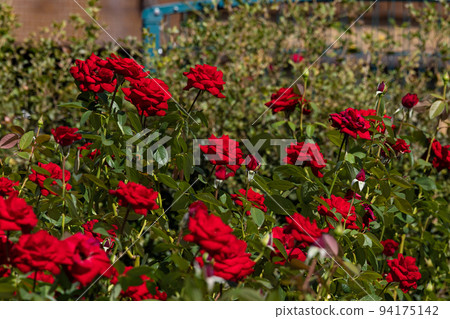 EOSR6.Hiroshima Fukuyama,紅玫瑰赫茲。 EOSR6.Hiroshima Fukuyama,紅玫瑰赫茲。 94175142