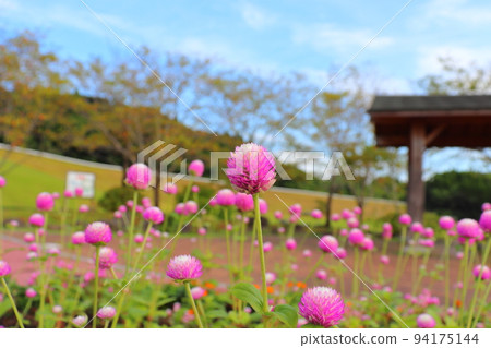 千日子粉紅花公園 千日子粉紅花公園 94175144