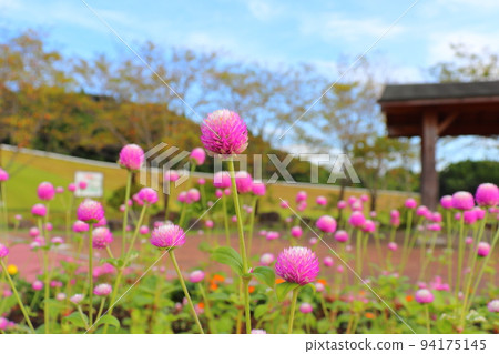 千日子粉紅花公園 千日子粉紅花公園 94175145