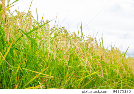 summer rice summer rice 94175380