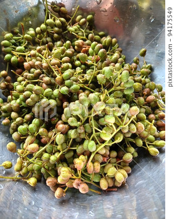 Japanese pepper fruit harvest Japanese pepper fruit harvest 94175549