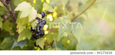 ripe blackcurrant on a branch in the garden. 94175656