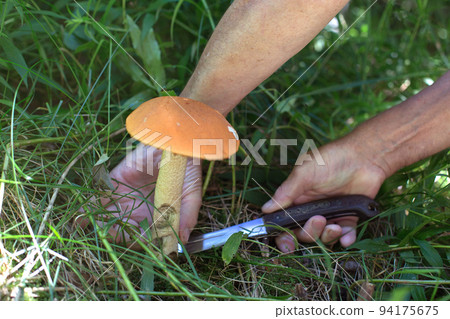 a man's hand cuts a boletus with a knife in the forest 94175675