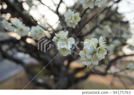 Plum blossom Plum blossom 94175763