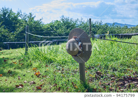 Straw hat left behind (horizontal composition) Straw hat left behind (horizontal composition) 94175799