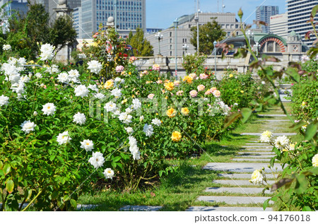 Scenery of Osaka Nakanoshima rose garden Scenery of Osaka Nakanoshima rose garden 94176018