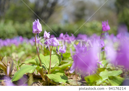 Katakuri in full bloom 94176214