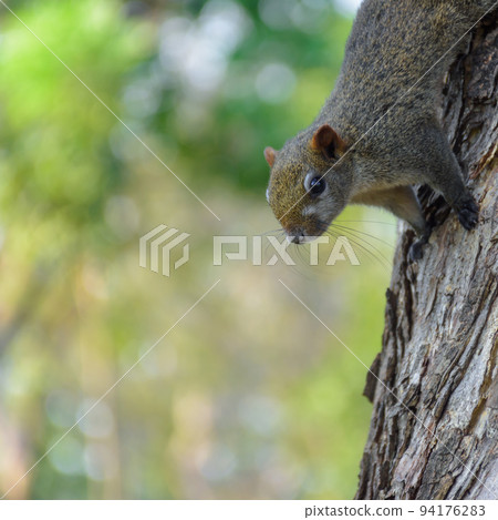 A cute little squirrel is climbing down from the trunk of tree that is planted in the garden. Blurry background. 94176283