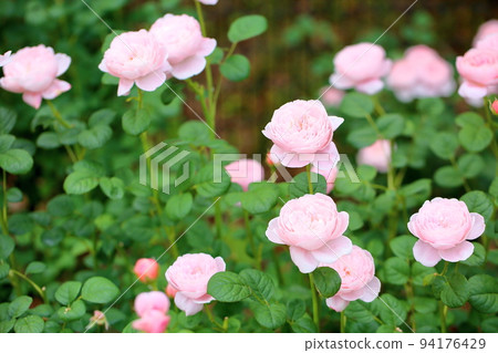 Rose flower Queen of Sweden Rose flower Queen of Sweden 94176429