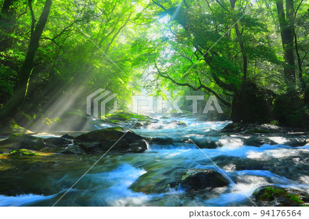 Beautiful rays of light shine through Kikuchi Valley in summer (Kikuchi City, Kumamoto Prefecture) 94176564
