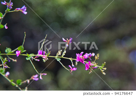 Shonenji Temple - Hagi 94176647