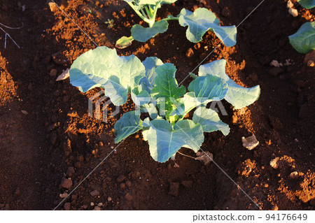 白菜幼苗 94176649