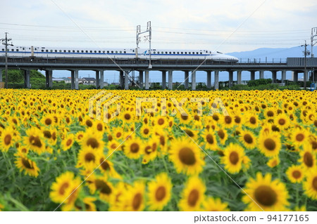 Sunflower field and bullet train 94177165