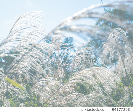 隨風搖曳的蒲葦，有透明感的風景 94177208