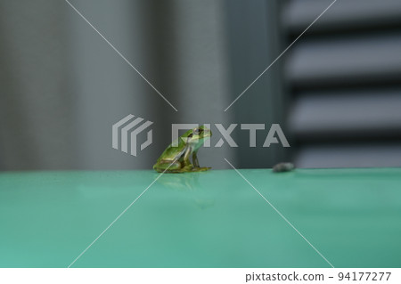 Tree frog Tree frog 94177277