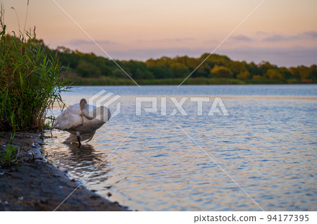A swan standing on the waterside at dusk|Lake Utonai, Tomakomai, Hokkaido A swan standing on the waterside at dusk|Lake Utonai, Tomakomai, Hokkaido 94177395