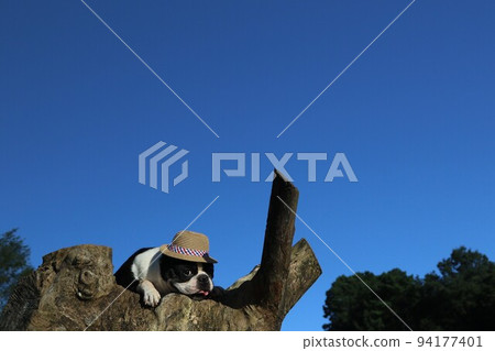 Mighty，一隻戴著草帽的波士頓梗犬，可愛地凝視著他所在的愛鄉村的一棵樹，鳩山鎮的藍天和綠地都很美。 94177401