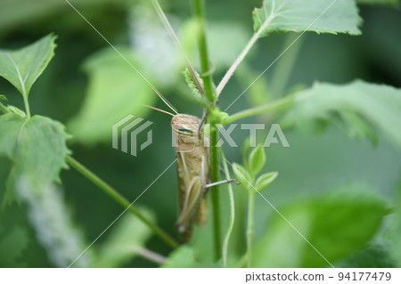 Grasshopper and blue shiso 94177479