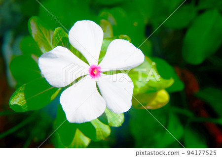 White daily grass 94177525