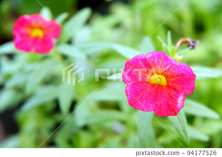 Red Cariblachore 94177526