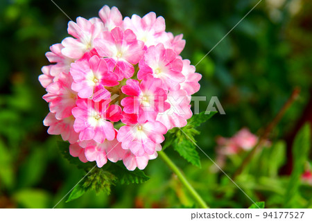 Verbena blooming in the garden 94177527