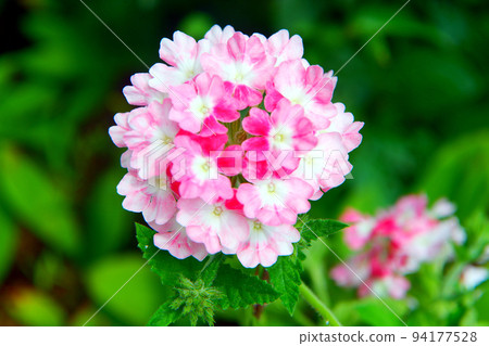 verbena in the garden 94177528