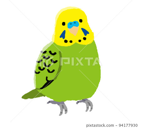 Male budgerigar (hand-painted color) Male budgerigar (hand-painted color) 94177930