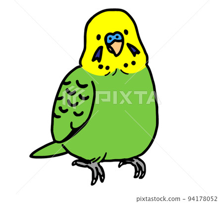 Male budgerigars (simple) 94178052