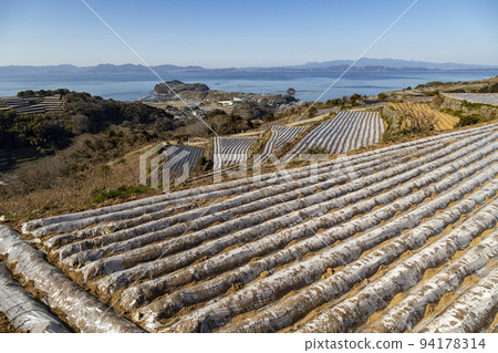 Terraced fields in Minamikushiyama Town [Minamikushiyama Town, Unzen City, Nagasaki Prefecture] 94178314