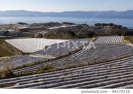 Terraced fields in Minamikushiyama Town [Minamikushiyama Town, Unzen City, Nagasaki Prefecture] 94178316