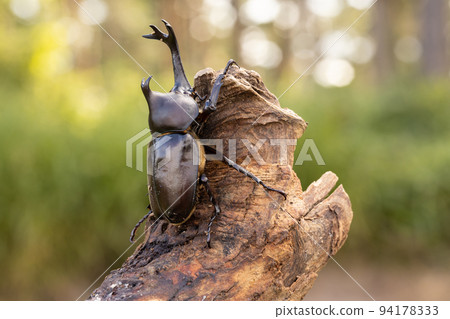 雄性甲蟲的特寫 94178333