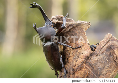 雄性甲蟲的特寫 94178334