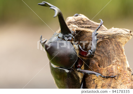 雄性甲蟲的特寫 94178335