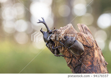 一對甲蟲爬上樹枝 94178337