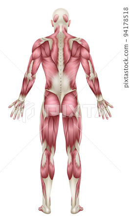 Human Body Back Muscles Anatomy Illustration 94178518